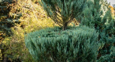 Jalovec skyrocket - jak pěstovat půvabnou chvojník